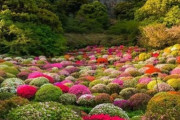 海外「色とりどりの花のキルトのように美しいところだね…」佐賀県武雄市の御船山楽園（海外の反応）