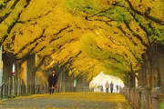 海外「素敵ですね…このトンネルはきっと人を幸せにしてくれます」イチョウ並木のトンネルが美しい（海外の反応）
