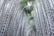 海外「この輝きは思わず見とれてしまうな」日本のあの情緒ある景勝地に雪が降った結果がすごく美しいと話題に