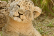 「ライオンは子供のときから百獣の王だった…」吠える子ライオンの迫力ある姿