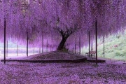 日本の藤の花があまりにも美しいと海外で話題に