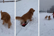 同居猫をそりに乗せてあげるゴールデンレトリバー。雪の中のお散歩風景にほっこり