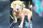 【海外】愛されてやっと変身！ピンクでシワシワの子犬のハッピーストーリー