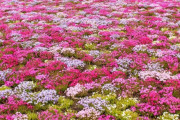 「美しいから芝桜は大好き！」親日外国人が風景を愛でるスレ