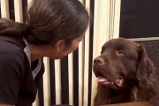 計画的犯行か？飼主さんがハグを求めたタイミングでポテトを盗み食いしてしまうニューファンドランド犬！