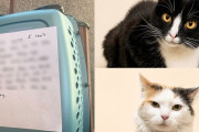 【海外】「手書きのメモと共に保護施設の外に置き去りにされた絆深い猫たち、運命を自ら描き始める」