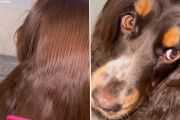 美しい髪の女性かと思ったら犬だった！絹のようになめらかな毛の犬界のラプンツェル。