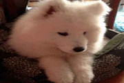 カメラを向けられていることに気づいた犬が見せた激ヤバなしぐさに全俺が震えた