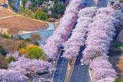 海外「これは日本が誇るべき絶景だ！！もっとシェアするべきだよ！」日本の桜並木が海外で称賛！