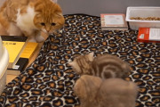 最初から怒りモードの子も…パパと初対面する子猫たち！