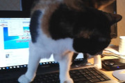 外国人「猫を飼ってるゲーマーのみんな、経験談を聞かせてくれ」