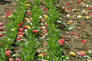 【中国の反応】千葉県でチューリップ80万本を無念の刈り取り「桜は切らなかったのになw」