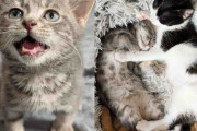 【海外】成長した小さな子猫、2匹の仲間と最強のキュート友情を築く！
