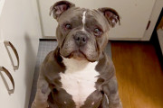 【海外】「高齢犬と見せかけた元気いっぱいの子犬！真実の姿に驚愕した飼い主の心温まるストーリー✨」