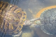 「亀が仲間を起こそうとしてるように見えるんだけど…」ペチペチ行動の秘密