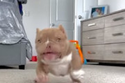 カメラに向かってダッシュ！子犬のブルドッグのぎこちない走り方が可愛い