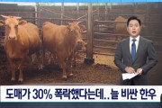 韓国人「韓牛の卸売価格が30%暴落！売るたびに損害を出す韓牛農家が大規模な「飼育放棄」デモを行うと予告！‥（ﾌﾞﾙﾌﾞﾙ」　韓国の反応