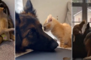 保護された子猫が面倒見の良いジャーマンシェパードのいるご家庭で幸せそうに過ごす姿にほっこり