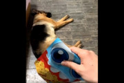 犬さん、おやつの入った袋の音に敏感すぎるｗｗｗｗｗ 【海外の反応】