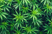 海外「日本に移住したいが高校時代から大麻を吸っていたせいで人生が滅茶苦茶だ」