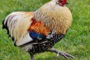 チンジャオロース、生姜焼き、鶏マヨ、チキンピカタ…お財布に優しい！鶏むね肉レシピ５選「バリエすごい！」「全部美味しそう！」海外の反応