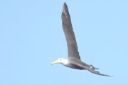 【海外】「3,000マイル離れた地で絶滅危惧種の鳥を発見！バードウォッチャーたちの感動の瞬間」