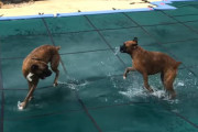 トランポリンのようなプールカバーの上を水しぶきを上げながら楽しそうに駆け回るボクサー犬達