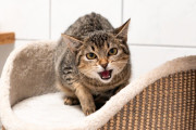 【海外】子猫の鳴き止まない理由とは？彼女が気づいた大切な存在とは！