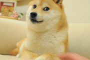 海外「伝説の犬だ！」世界一有名な柴犬の誕生日を祝福する外国人たち（海外の反応）