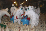 日本が直面している鳥フル埋却地不足に海外から様々な提案！（海外の反応）