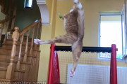 この猫と契約すべき！の声続々。名ゴールキーパーのようにボールを弾く猫