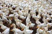 【海外】英国で確認された珍しい人間の鳥インフルエンザ症例とは？最新情報とその影響に迫る！