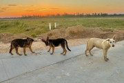 【海外】「見かけた迷い犬は絶対に助ける！母親が救出した5,000匹の感動ストーリー」