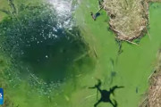 韓国人「汚物が原因？」韓国の水源で大量の緑藻とゴミが発生し水質が非常事態に‥　韓国の反応