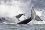 【海外】オルカに追われるアザラシ、驚きの行動でカメラマンのボートに飛び乗る！