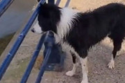 「優秀すぎる…」海辺に投げたボールを犬が遠路はるばる取りに行く