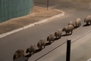 こんな動画だけ見ていたい。カピバラの群れが一列に並んでゆっくりと歩いていくよ