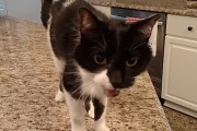 「え？誰か吹き替えしてる？」あまりにも猫らしくない超低音で鳴く白黒猫くん
