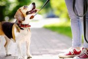 【!?】ドイツ政府「犬の散歩は1日2回1時間を国民の義務とします」