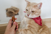 【海外】猫のフケの原因は何？愛猫を健康に保つためのポイント解説