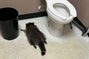 【海外】酔っぱらいのアライグマが酒屋のトイレで寝込む！驚きの夜の真相とは？