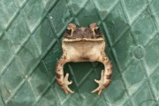 カエル、はさまる。スプリンクラーのカバーにすっぽりはまったヒキガエルを救助