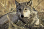 【海外】絶滅危惧から救われた7つの動物たち：命の奇跡とは？