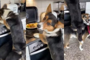 夕飯の残りを狙うコーギー、同居のボーダーコリー達を「踏み台」にする