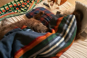 【海外】「老犬が階段を登れなくなった！母が愛犬と寄り添うために寝床を移動した理由とは？」