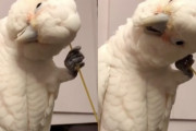 オウムが人間みたいに「あるもの」を使って頭をかきかき！かゆいところに手が届いたのか気持ちよさそう