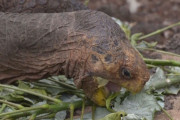 子作りしまくり種の絶滅を単独で救った絶倫カメさん、現役引退へ