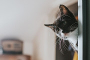 【海外】猫の年齢はどう計算する？直線的ではない意外な真実とは