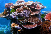 【海外】AIロボットがグレートバリアリーフで「ベビーコーラル」を植える！海の未来を守る新技術の魅力とは？