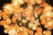 海外「世界最大級だ！このサイズだと壊滅的な破壊力だね！」日本の花火「四尺玉」の映像に対する海外の反応！